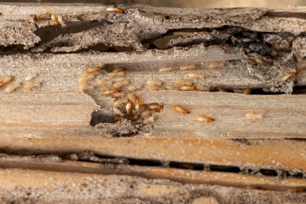 Best Pest Prevention Services  in Leesport, PA